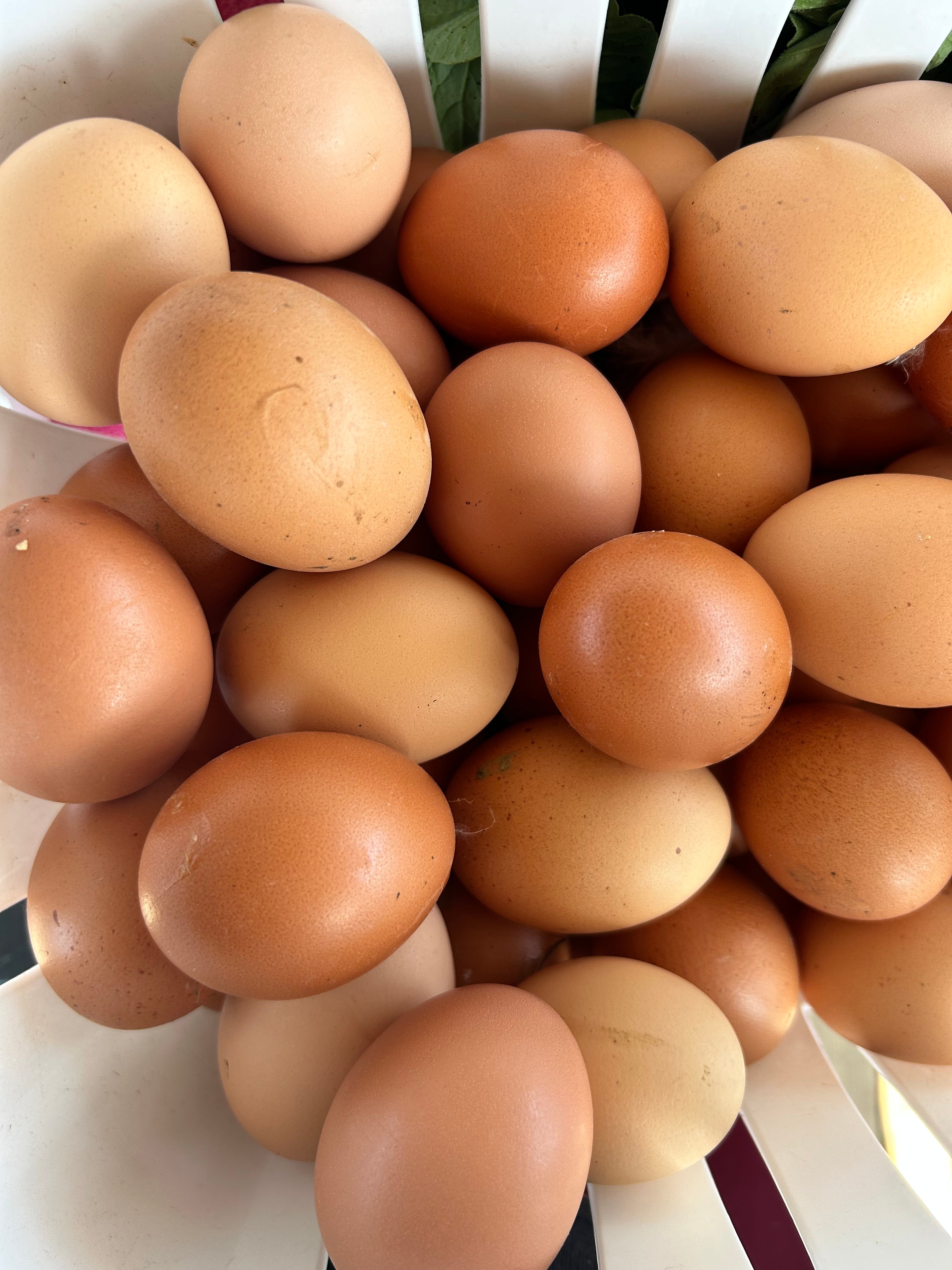 Eggs Pasture Raised