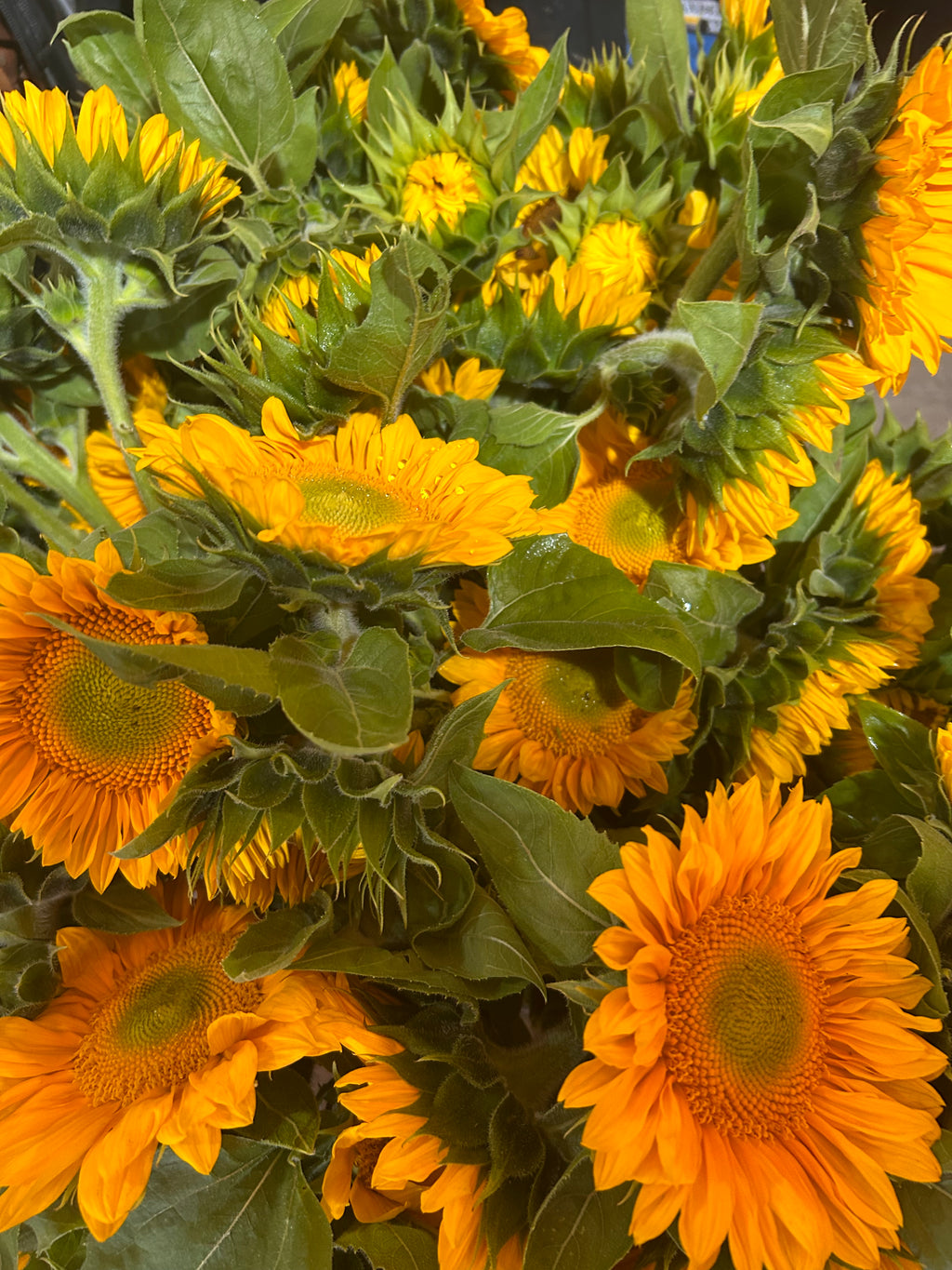 Sunflowers- Gold Lite