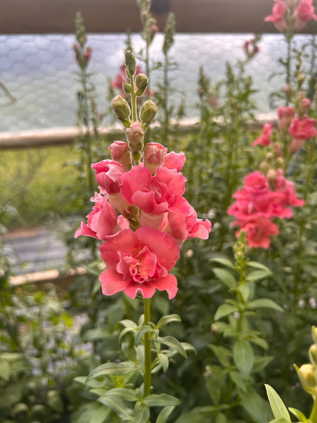 Snapdragon- Madam Butterfly Rose