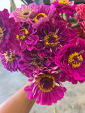 Zinnia
