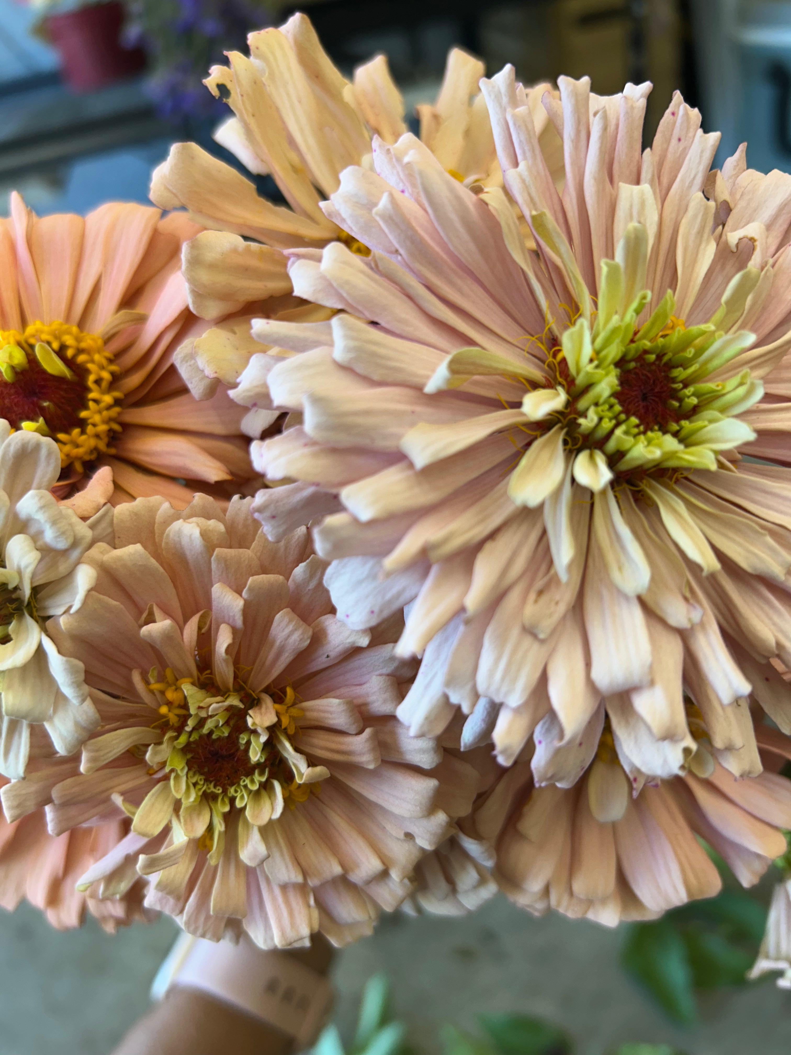 Zinnia