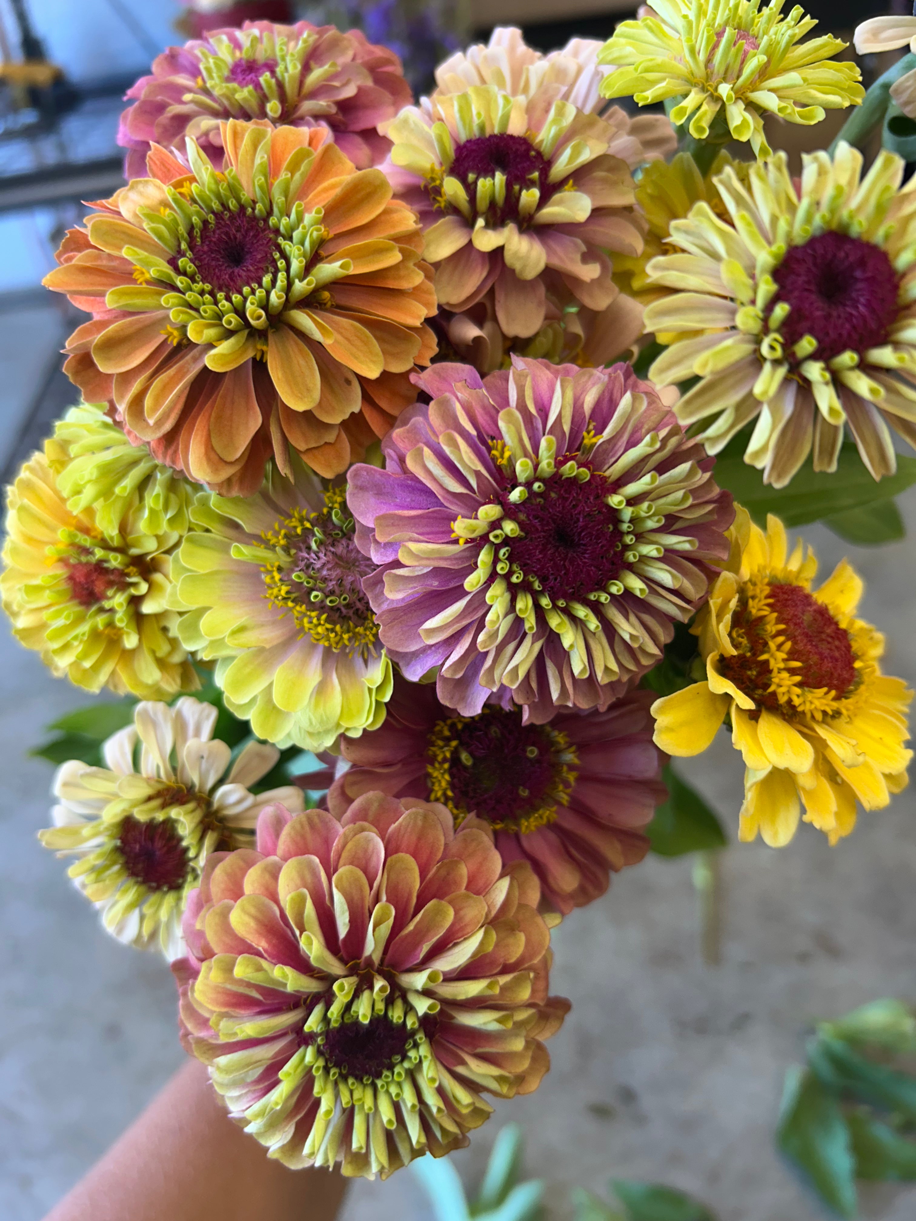Zinnia