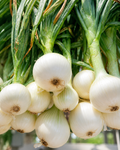 White Onions