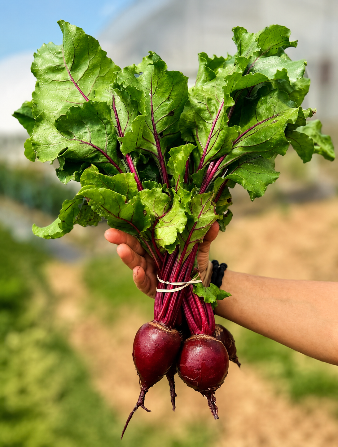 Beets