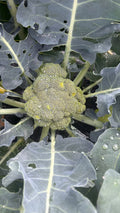 Broccoli Heads