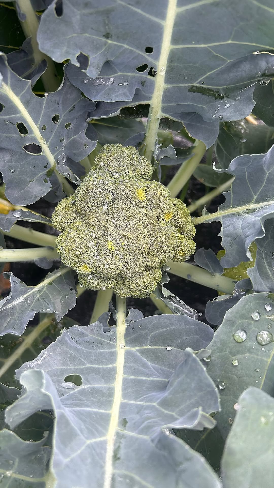 Broccoli Heads